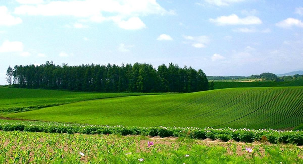 Земельный участок