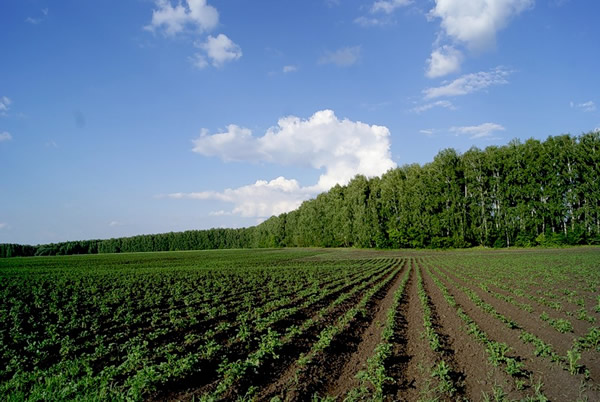 Земля сельхозназначения